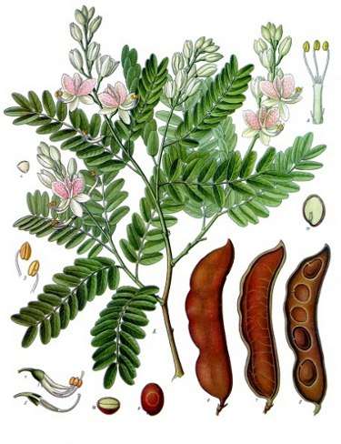 Image Credit: Franz Eugen Köhler, Köhler's Medizinal-Pflanzen
Rights: Public DomainSource:http://commons.wikimedia.org/wiki/File:Koeh-134.jpg صورة جهة الإتصال